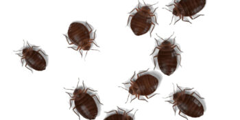 Exterminator Dr. 24 Hours Pest Control Exterminator