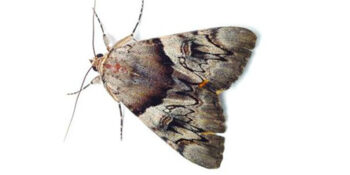 Exterminator Dr. 24 Hours Pest Control Exterminator