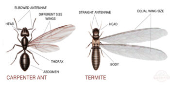 Exterminator Dr. 24 Hours Pest Control Exterminator